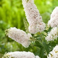 Buddleja Davidii White Profusion "Albero Delle Farfalle" Pianta In Vaso 14 Cm H. 60/80 Cm -Negozio al dettaglio Evergreen 31658431 3