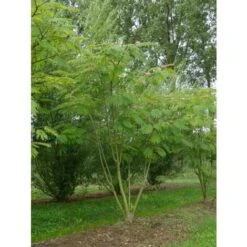 Albizia Julibrissin Mimosa "Acacia Di Costantinopoli" Pianta In Vaso Biodegradabile H. 40/60 Cm -Negozio al dettaglio Evergreen 31854676 3