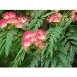 Albizia Julibrissin Mimosa "Acacia Di Costantinopoli" Pianta In Vaso Biodegradabile H. 40/60 Cm -Negozio al dettaglio Evergreen 31854676 4