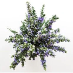 ROSMARINO PROSTRATO - Ø 24 Cm -Negozio al dettaglio Evergreen 32349344 3