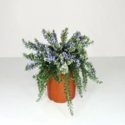 ROSMARINO PROSTRATO - Ø 24 Cm -Negozio al dettaglio Evergreen 32349344 5