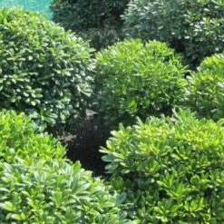 Pitosforo "Pittosporum Tobira" Pianta In Vaso 19 Cm -Negozio al dettaglio Evergreen 32350180 3