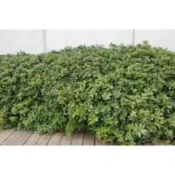 Pitosforo "Pittosporum Tobira" Pianta In Vaso 19 Cm -Negozio al dettaglio Evergreen 32350180 4