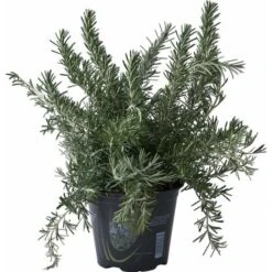 Rosmarino Prostrato "Rosmarinus Officinalis Prostratus" Pianta Aromatica In Vaso 14 Cm -Negozio al dettaglio Evergreen 32619876 3