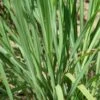 Citronella O Lemongrass - Ø 14 Cm