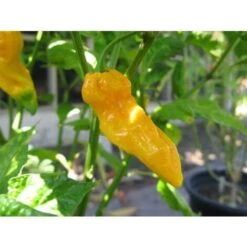 Peperoncino Piccante 3 Piante In Vaso 10 Cm VARIETA' A SCELTA -Negozio al dettaglio Evergreen 32995609 3