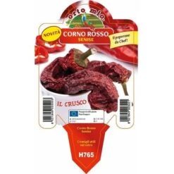 Peperone Corno Rosso Senise Crusco - 1 Pianta V.10 Cm - Orto Mio