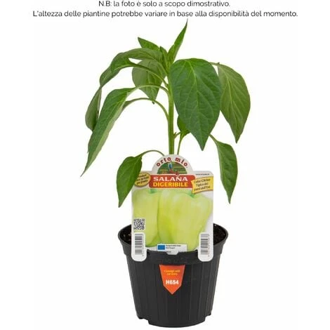 Peperone Digeribile Citrino Salana Laguna F1 - 1 Pianta V.10 Cm - Orto Mio 2 Peperone Digeribile Citrino Salana Laguna F1 - 1 Pianta V.10 Cm - Orto Mio - immagine 2
