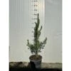 Pinus Sylvestris (Pino Silvestre) H 80cm Foto Reale