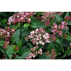 Viburno Tino "Viburnum Tinus" 3 Piante Da Siepe In Vaso Biodegradabile H. 30/40 Cm -Negozio al dettaglio Evergreen 33447744 4