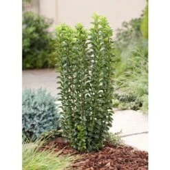 Evonimo "Euonymus Japonicus Benkomasaki" Pianta In Vaso 9 Cm