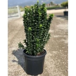 Evonimo "Euonymus Japonicus Benkomasaki" Pianta In Vaso 9 Cm -Negozio al dettaglio Evergreen 33717218 3