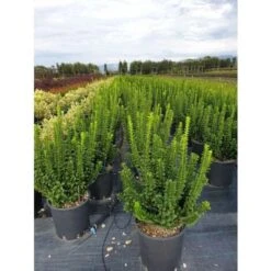 Evonimo "Euonymus Japonicus Benkomasaki" Pianta In Vaso 9 Cm -Negozio al dettaglio Evergreen 33717218 4