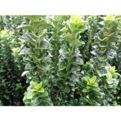 Evonimo "Euonymus Japonicus Benkomasaki" Pianta In Vaso 9 Cm -Negozio al dettaglio Evergreen 33717218 5