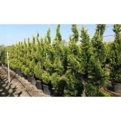 Cipresso "Cupressocyparis Leylandii Castlewellan Gold" Pianta In Vaso 19 Cm H. 60/80 Cm -Negozio al dettaglio Evergreen 33993258 4