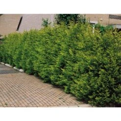 Cipresso "Cupressocyparis Leylandii Castlewellan Gold" Pianta In Vaso 19 Cm H. 60/80 Cm -Negozio al dettaglio Evergreen 33993258 5