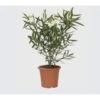 Oleandro A Cespuglio "Nerium Oleander" Pianta In Vaso 19 Cm COLORI CASUALI