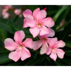 Oleandro A Cespuglio "Nerium Oleander" Pianta In Vaso 19 Cm COLORI CASUALI -Negozio al dettaglio Evergreen 34747867 3
