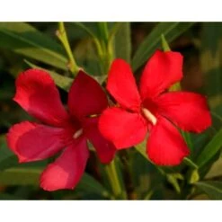 Oleandro A Cespuglio "Nerium Oleander" Pianta In Vaso 19 Cm COLORI CASUALI -Negozio al dettaglio Evergreen 34747867 5