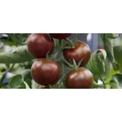 Pomodoro Datterino Zebrato (vaso 10)