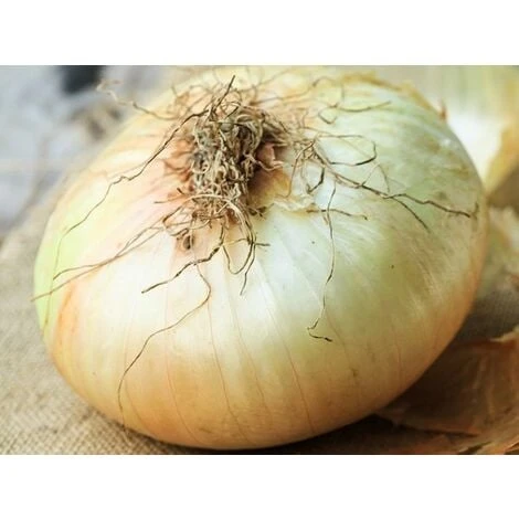 Cipolla Giarratana 1 Cipolla Giarratana