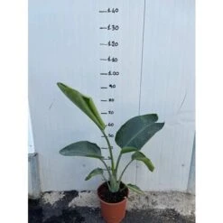 Negozio al dettaglio Evergreen -Negozio al dettaglio Evergreen 36258037 2