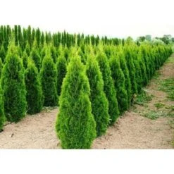 Tuia Smeraldo "Thuja Occidentalis Smaragd" Pianta In Vaso 18 Cm H. 40/70 Cm -Negozio al dettaglio Evergreen 36709949 5