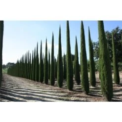 Negozio al dettaglio Evergreen -Negozio al dettaglio Evergreen 38063226 2