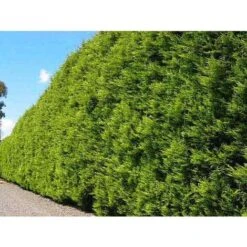 Cipresso "Cupressocyparis Leylandii Castlewellan Gold" Pianta In Vaso 11 Cm H. 30/40 Cm -Negozio al dettaglio Evergreen 38286059 3