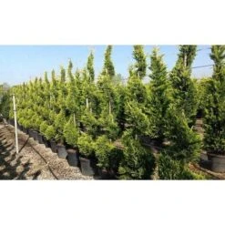 Cipresso "Cupressocyparis Leylandii Castlewellan Gold" Pianta In Vaso 11 Cm H. 30/40 Cm -Negozio al dettaglio Evergreen 38286059 4