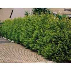 Cipresso "Cupressocyparis Leylandii Castlewellan Gold" Pianta In Vaso 11 Cm H. 30/40 Cm -Negozio al dettaglio Evergreen 38286059 5