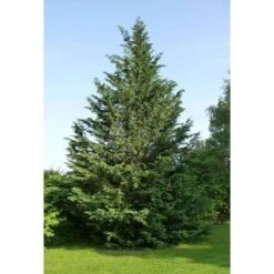 Cipresso Di Leyland "Cupressocyparis Leylandii" Pianta In Vaso H. 30/40 Cm -Negozio al dettaglio Evergreen 38708132 4