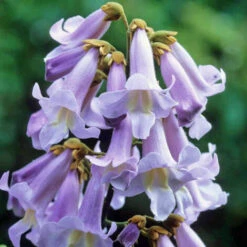 1 PIANTA DI PAULOWNIA TOMENTOSA MIELIFERA FIORI PROFUMATI VIOLA -Negozio al dettaglio Evergreen 3902930 2