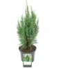 Ginepro D'Irlanda "Juniperus Communis Hibernica" Pianta In Vaso 14 Cm