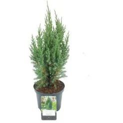 Ginepro D'Irlanda "Juniperus Communis Hibernica" Pianta In Vaso 14 Cm
