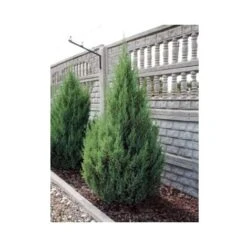 Ginepro D'Irlanda "Juniperus Communis Hibernica" Pianta In Vaso 14 Cm -Negozio al dettaglio Evergreen 39350286 3