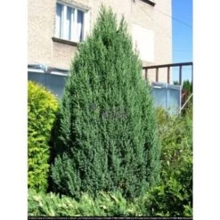 Ginepro D'Irlanda "Juniperus Communis Hibernica" Pianta In Vaso 14 Cm -Negozio al dettaglio Evergreen 39350286 4