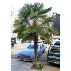 Palma Cinese A Ventaglio "Chamaerops Excelsa" Pianta In Vaso 9 Cm 7 Palma Cinese A Ventaglio "Chamaerops Excelsa" Pianta In Vaso 9 Cm -Negozio al dettaglio Evergreen 39658214 3