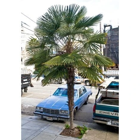 Palma Cinese A Ventaglio "Chamaerops Excelsa" Pianta In Vaso 9 Cm 3 Palma Cinese A Ventaglio "Chamaerops Excelsa" Pianta In Vaso 9 Cm - immagine 3