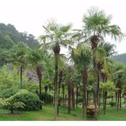 Palma Cinese A Ventaglio "Chamaerops Excelsa" Pianta In Vaso 9 Cm 8 Palma Cinese A Ventaglio "Chamaerops Excelsa" Pianta In Vaso 9 Cm -Negozio al dettaglio Evergreen 39658214 4