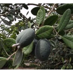Feijoa "Acca Sellowiana" Guayabo Del Brasile Pianta In Vaso Biodegradabile -Negozio al dettaglio Evergreen 39658216 3