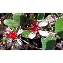 Feijoa "Acca Sellowiana" Guayabo Del Brasile Pianta In Vaso Biodegradabile -Negozio al dettaglio Evergreen 39658216 4