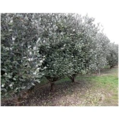 Feijoa "Acca Sellowiana" Guayabo Del Brasile Pianta In Vaso Biodegradabile -Negozio al dettaglio Evergreen 39658216 5