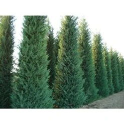 Cipresso Di Leyland "Cupressocyparis Leylandii" Pianta In Vaso 17 Cm H. 60/80 Cm