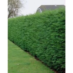 Cipresso Di Leyland "Cupressocyparis Leylandii" Pianta In Vaso 17 Cm H. 60/80 Cm -Negozio al dettaglio Evergreen 39998165 3