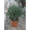 Olivo Ulivo "Olea Europea" Bonsai Bellissima Pianta In Vaso 20 Cm FOTO REALI