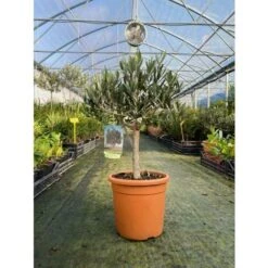 Olivo Ulivo "Olea Europea" Bonsai Bellissima Pianta In Vaso 20 Cm FOTO REALI -Negozio al dettaglio Evergreen 40495621 4