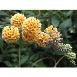 Buddleja Weyeriana Sungold "Albero Delle Farfalle" Pianta In Vaso 9 Cm -Negozio al dettaglio Evergreen 40557131 3
