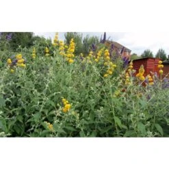 Buddleja Weyeriana Sungold "Albero Delle Farfalle" Pianta In Vaso 9 Cm -Negozio al dettaglio Evergreen 40557131 4