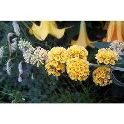 Buddleja Weyeriana Sungold "Albero Delle Farfalle" Pianta In Vaso 9 Cm -Negozio al dettaglio Evergreen 40557131 5